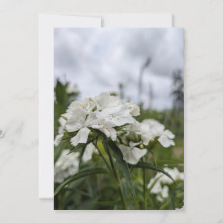 Invitación Flores blancas de Dianthus bajo un cielo de verano