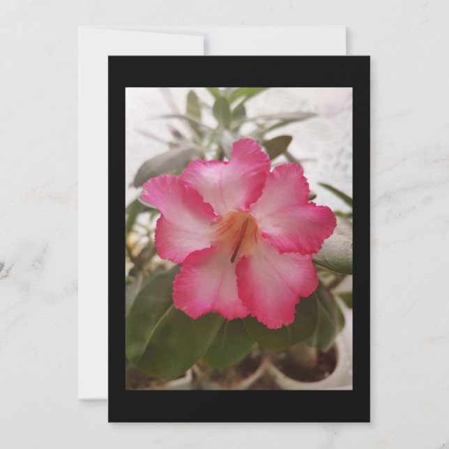 Invitación Flores blancas rosadas Adenium floral naturaleza g (Anverso)