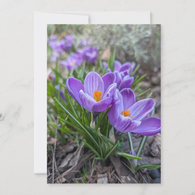 Invitación Flores de Crocus (Anverso)