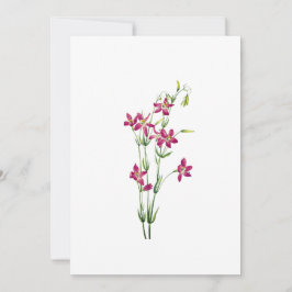 Invitación Flores de época - Centaurium por Mary Vaux Walcott