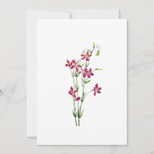 Invitación Flores de época - Centaurium por Mary Vaux Walcott