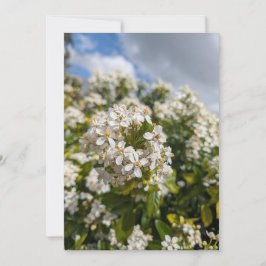 Invitación Flores de Indian Hawthorn