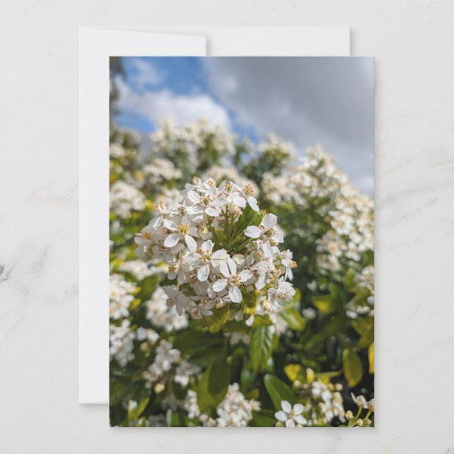 Invitación Flores de Indian Hawthorn (Anverso)