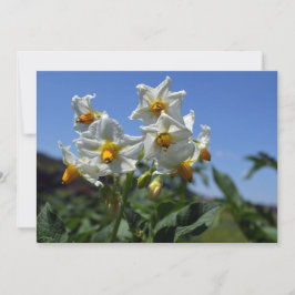 Invitación Flores estrelladas Solanum tuberosum