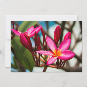 Invitación Fondo de flores exóticas plumeria en flor