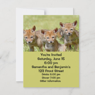 Invitación Foto de Baby Coyotes
