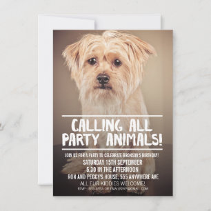Invitación FOTO DEL FIESTA DEL mascota DOG INVITE