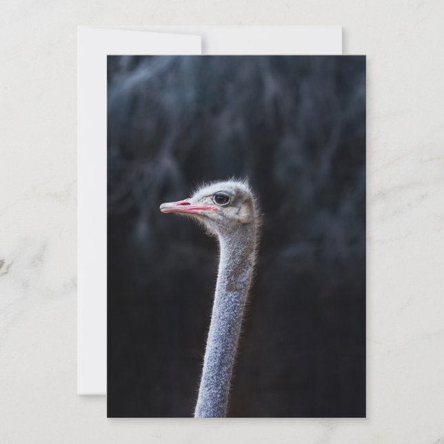 Invitación Fotografía de avestruz (Anverso)
