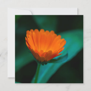 Invitación Fotografía de Flor de Margarita Naranja