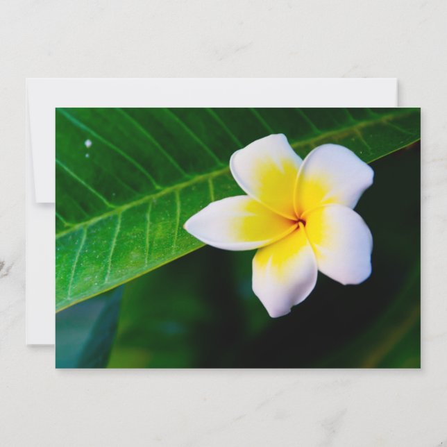 Invitación Fotografía de Flor de Plumeria (Reverso)