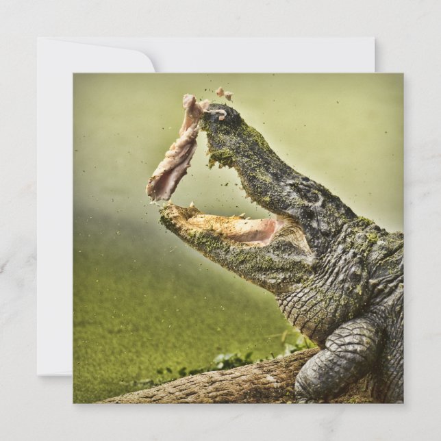 Invitación Fotografía de la vida silvestre de Gator Catch (Anverso)