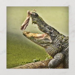 Invitación Fotografía de la vida silvestre de Gator Catch