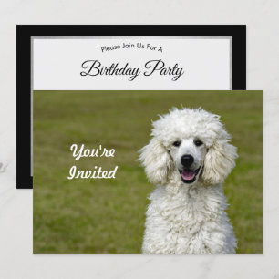 Invitación Fotos de perro blanco de caniche Cumpleaños