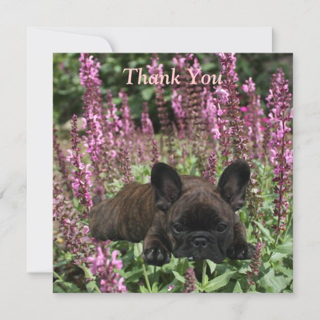 Invitación Französische Bulldoggen Postkarte Thank You (Anverso)