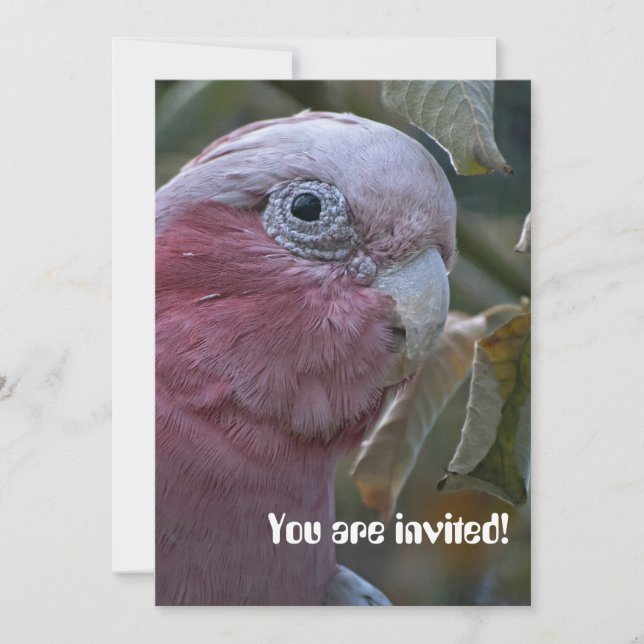 Invitación Galah o Cacatúa de pecho rosado (Anverso)