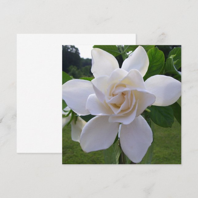 Invitación - Gardenia naturalmente espléndida (Anverso / Reverso)