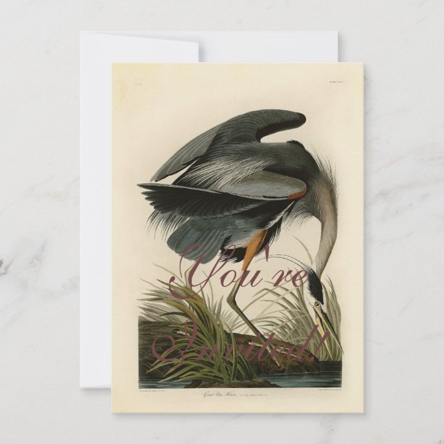 Invitación Garza azul grande de Audubon Marjal Ave (Anverso)