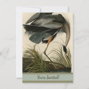 Invitación Garza azul grande de Audubon Marsh Bird