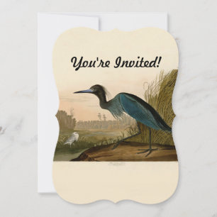 Invitación Garza Grulla Azul Impresión de Audubon Arte Coster