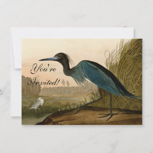 Invitación Garza Grulla Azul Impresión de Audubon Arte Coster
