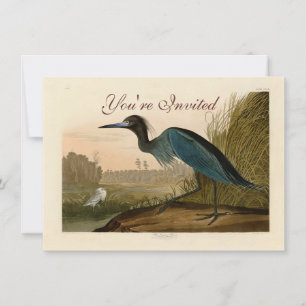 Invitación Garza Grulla Azul Impresión de Audubon Arte Coster