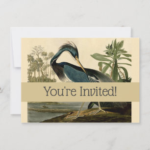 Invitación Garzas de Louisiana de Audubon Pájaros América Art