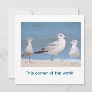 Invitación Gaviotas de pico anillado. Este rincón del mundo