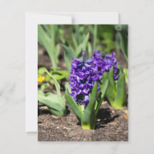 Geocinth azul en primavera