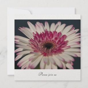 Invitación Gerbera