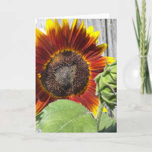 Invitación Girasol de la puesta del sol