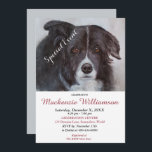 INVITACIÓN GORGEOUS BLACK BORDER COLLIE DESEA FELIZ CUMPLEAÑO<br><div class="desc">Esta dulce y negra Frontera Collie le da la bienvenida a una divertida fiesta de cumpleaños para usted y el suyo, ya sea para adultos o niños. Una invitación única para, cumpleaños de cualquier edad! - imagen de la pintura acuarela original de los diseñadores. Toda la invitación se puede personalizar...</div>