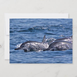 Invitación Grupo de delfines en botella - Omán