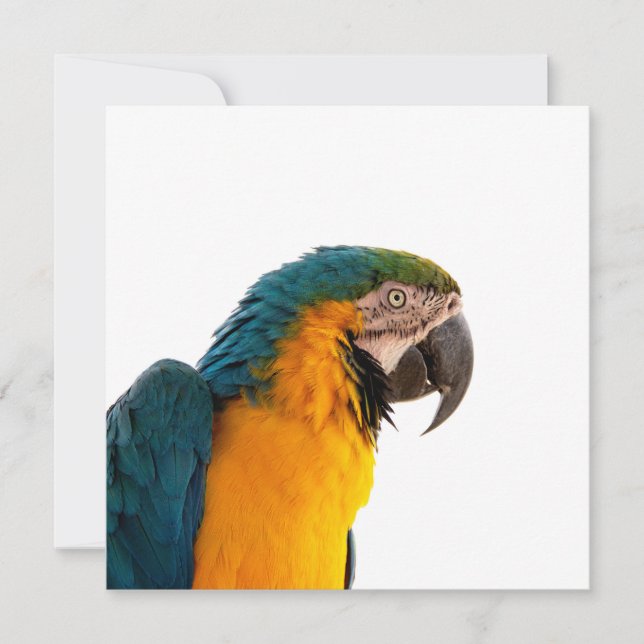 Invitación Guacamayo loro (Anverso)