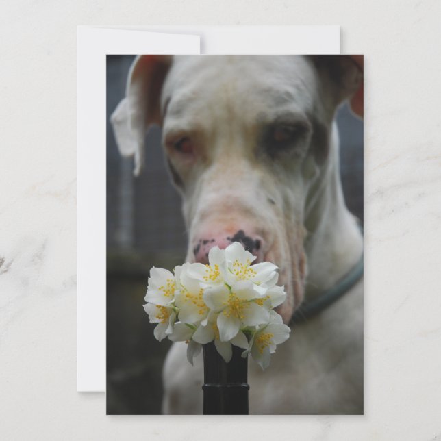 Invitación Guarda la fecha: nueva camada esperada (Anverso)