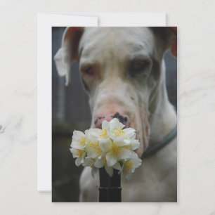 Invitación Guardar la fecha: se espera nueva camada