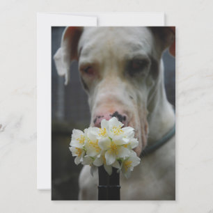 Invitación Guardar la fecha: se espera nueva camada