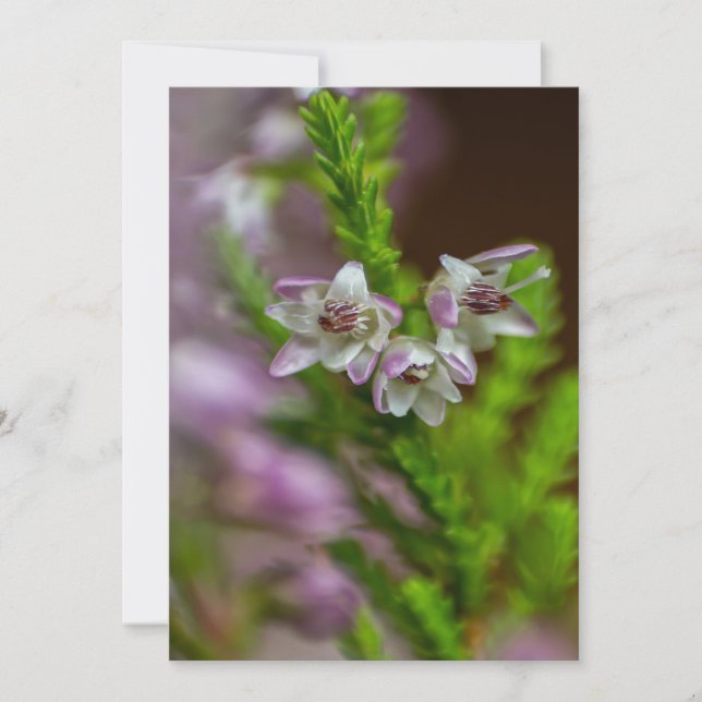 Invitación Heather Spring flor evergreen flor púrpura (Anverso)