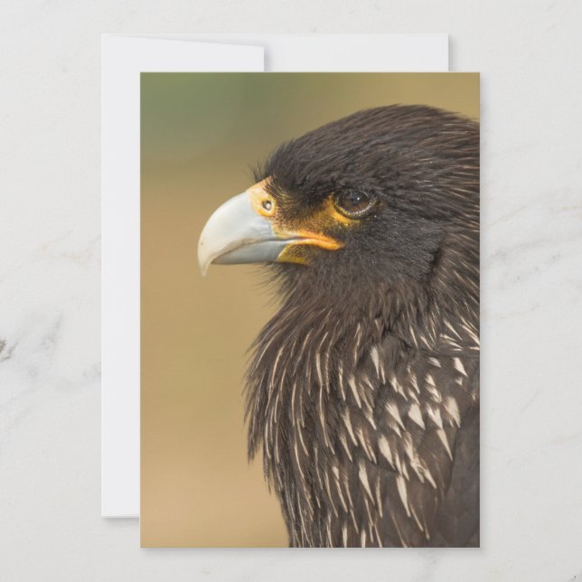 Invitación Hermosa ave de presa invitada (Anverso)