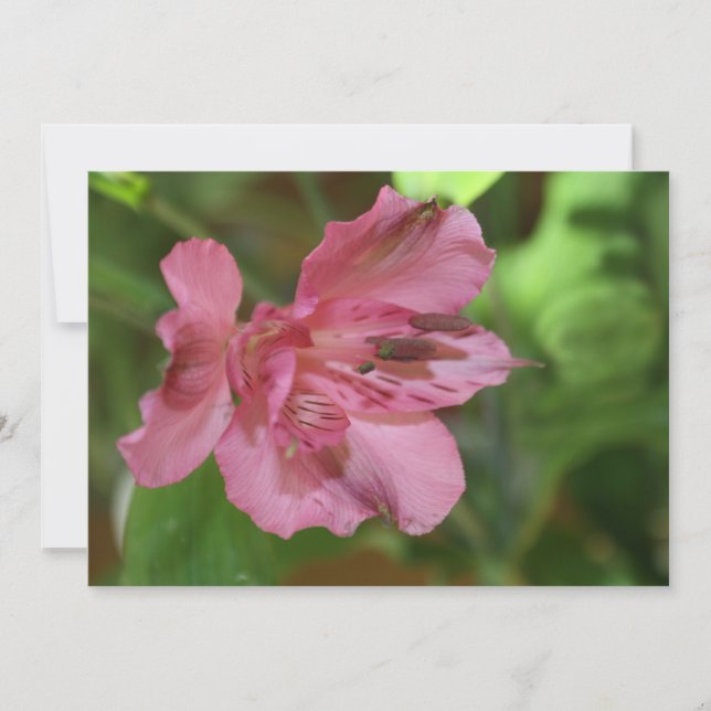 Invitación hermosa de la flor del Alstroemeria (Anverso)