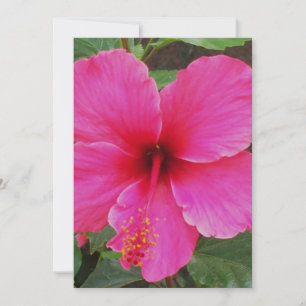 Invitación Hibiscus