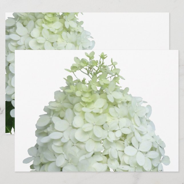 Invitación Hidrangea Limelight Bridal / Ducha de bodas (Anverso / Reverso)