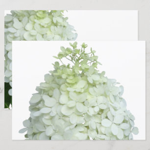 Invitación Hidrangea Limelight Bridal / Ducha de bodas