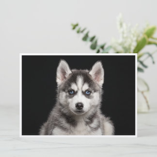Invitación Husky en miniatura aislado sobre fondo negro