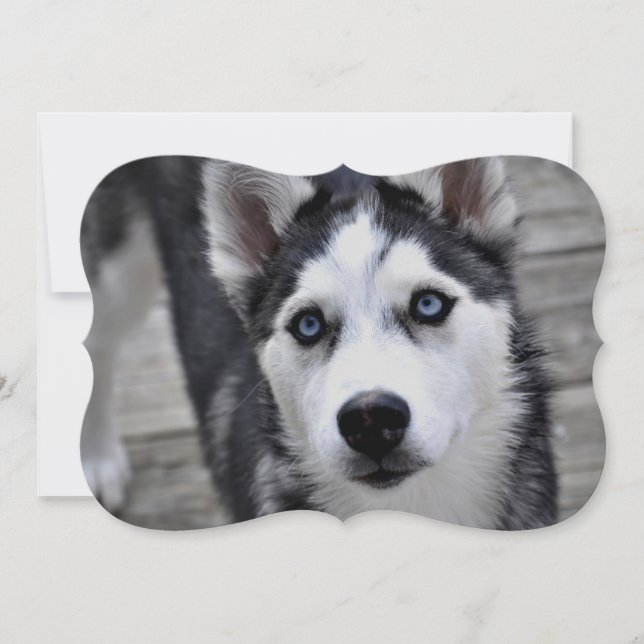 Invitación Husky siberiano (Anverso)