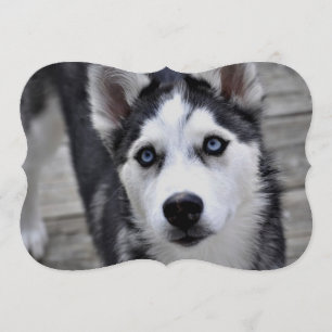 Invitación Husky siberiano
