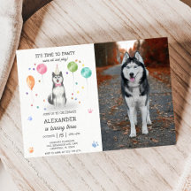 Husky Sibir Perro Pawty Cuppy Nacimiento Foto Rosa
