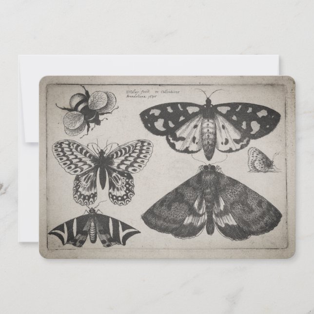 Invitación Ilustracion de la abeja de la mariposa de la (Anverso)