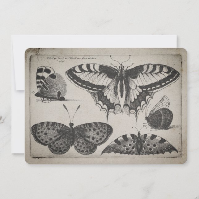 Invitación Ilustracion de la mariposa de Swallowtail del (Anverso)