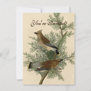 Invitación Impresión de ave de John James Audubon Cedar Waxwi