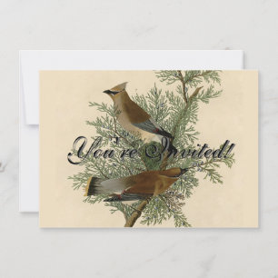 Invitación Impresión de ave de John James Audubon Cedar Waxwi